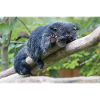 Binturong (Arctictis binturong) Martenbär