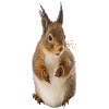 Écureuils