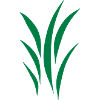 lawn