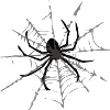 cobweb
