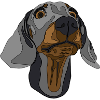 Dackel, Dachshund