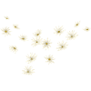 Gaenseblume Fruehling Natuerliche Geschenkidee