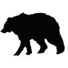 Grizzly bear (animal)