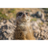 Suricate (Suricata suricatta) suricate
