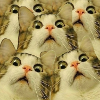 funny cat meme