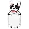 Pocket Bulldog