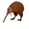 Kiwi bird