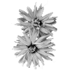 Fiori bianchi e neri
