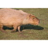 Capybara capybara (Hydrochoerus hydrochaeris)