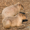 Capybara capybara (Hydrochoerus hydrochaeris)