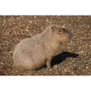 Capybara capybara (Hydrochoerus hydrochaeris)