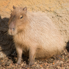 Capybara capybara (Hydrochoerus hydrochaeris)