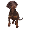 Doberman Pup