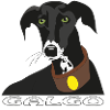 Galgo