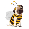 Pug Bee