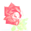 Red rose
