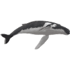 Whales