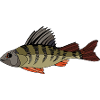 Fishes