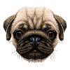 Dog dog lover Pug