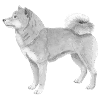 shiba inu