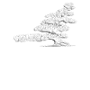 bonsai