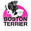BOSTON TERRIER