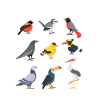 I Love Birds Ornithologist