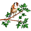 Vogel kneißt