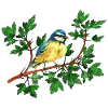 Sikorka Vogel