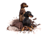 Dackel