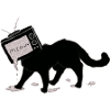 kitten