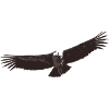 Condor