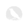 Crow gift bird