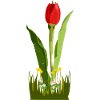 Blume