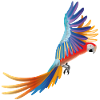 macaw
