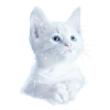 Kitty kitten cats shirt