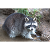 North American raccoon (racoons)