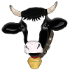 Cows farm