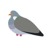 Wood Pigeon Friend