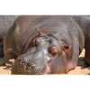 Hipopotam hipopotam (Hippopotamus amphibius) Hippo