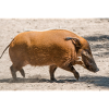 Paintbrush pig, river pig
