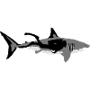 shark + diver