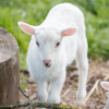 Lamb (Ovis) lamb