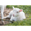 Lamb (Ovis) Lamb