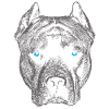 Pit bull 12 2018 3