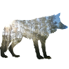 Wolf dans les bois
