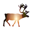 Doe forest animals