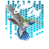 Kolibri