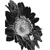 Tournesol Noir & Blanc
