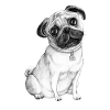 Pug Dog